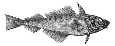 Haddock or Offshore Hake or Melanogrammus aeglefinus, vintage en clipart