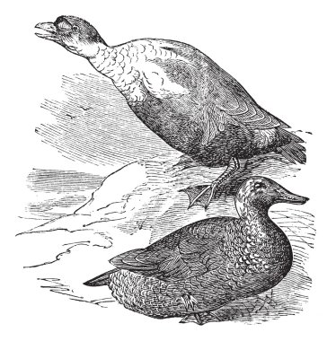 King Eider or Somateria spectabilis, vintage engraving clipart