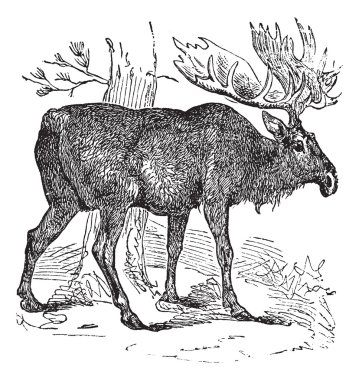 Moose or Eurasian Elk or Alces alces, vintage engraving clipart