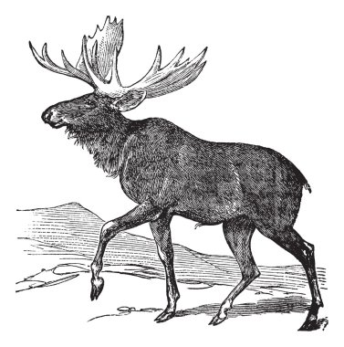 Moose or Eurasian Elk or Alces alces, vintage engraving clipart