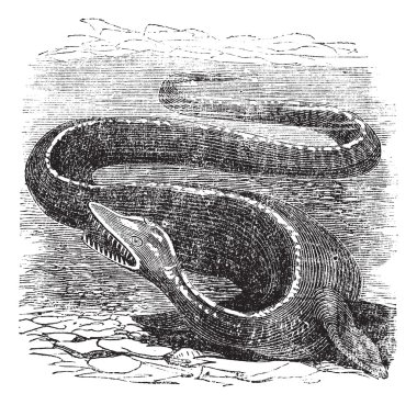 elasmosaurus veya elasmosaurus platyurus, antika gravür