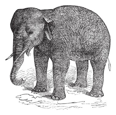 Asian Elephant or Asiatic elephant or Elephas maximus, vintage e clipart