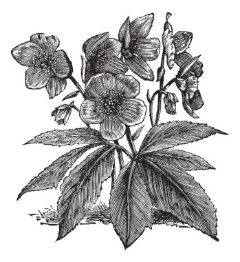 Black Hellebore or Christmas Rose or Helleborus niger, vintage e clipart
