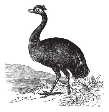 Emu or Dromaius novaehollandiae, vintage engraving clipart