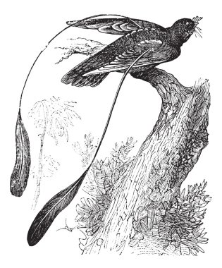 Standard-winged Nightjar or Macrodipteryx longipennis, vintage e clipart