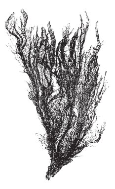 Gutweed and Grass Kelp or Ulva intestinalis, vintage engraving clipart
