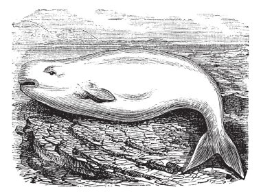 Beluga Whale or White Whale or Delphinapterus leucas, vintage en clipart