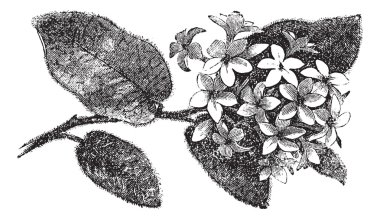 Mayflower or Trailing Arbutus or Epigaea repens, vintage engravi clipart