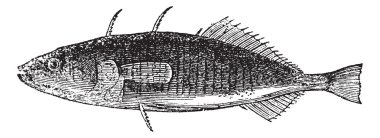 Üç - spined stickleback veya gasterosteus aculeatus, vintage N'ever