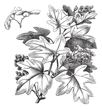 Field Maple or Hedge Maple or Acer campestre, vintage engraving clipart