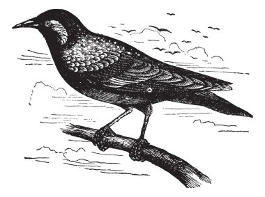 Common Starling or European Starling or Sturnus vulgaris, vintag clipart