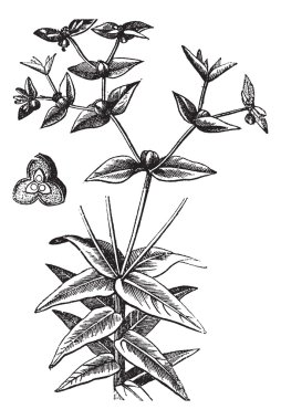 American Ipecac or Euphorbia ipecacuanhae, vintage engraving clipart