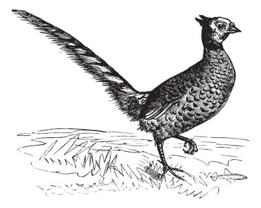 Common Pheasant or Phasianus colchicus, vintage engraving clipart