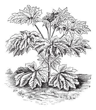 pirinç - kağıt tesisi veya tung-tsau veya tetrapanax papyriferus, vintage