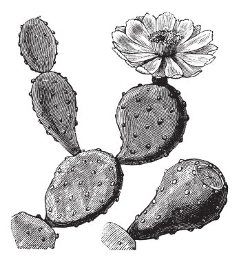 Barbary Fig or Indian Fig Opuntia or Prickly Pear or Opuntia fic clipart
