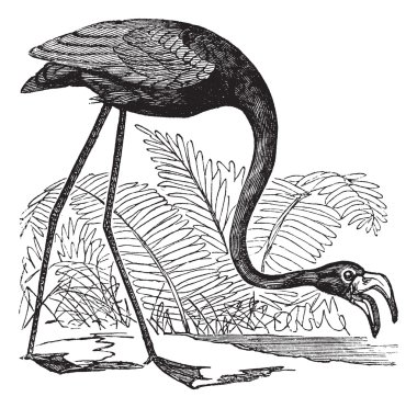 Common Flamingo or Phoenicopterus sp. or Phoenicoparrus sp., vin