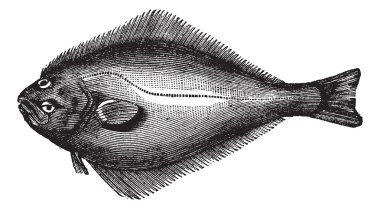 Atlantic Halibut or Hippoglossus hippoglossus, vintage engraving clipart