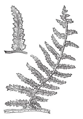 Sphenopteris, vintage engraving clipart