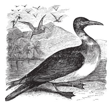 Booby or Sula sp., vintage engraving clipart