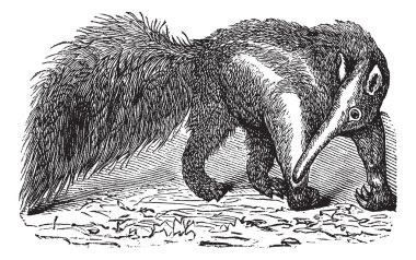 Giant Anteater or Myrmecophaga tridactyla, vintage engraving clipart