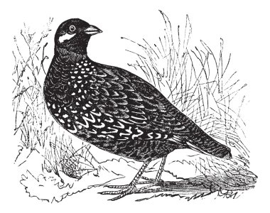 Black Francolin or Francolinus francolinus, gamebird, vintage e clipart