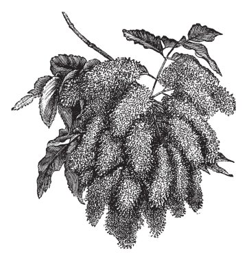 Fraxinus ornus or Flowering Ash vintage engraving clipart