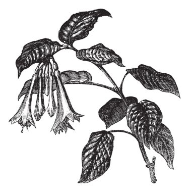 Fuchsia fulgens vintage engraving clipart