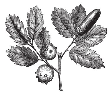Quercus lusitanica or Gall Oak vintage engraving clipart