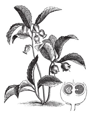 Gaultheria procumbens or Eastern teaberry vintage engraving clipart