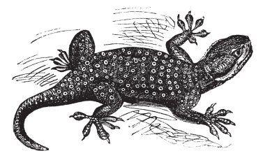 Sinai Fan-fingered Gecko or Ptyodactylus guttatus vintage engrav clipart