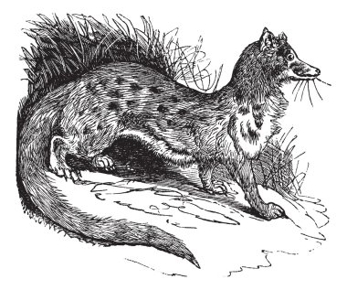 Rusty-spotted Genet or Genetta maculata vintage engraving clipart