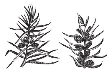 Juniper vintage engraving clipart