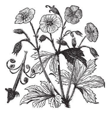 Spotted Geranium or Geranium maculatum vintage engraving clipart