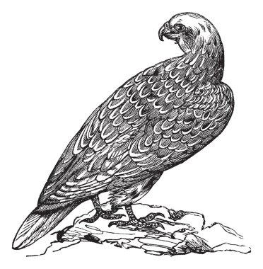 Gyrfalcon or Falco rusticolus in Norway vintage engraving clipart
