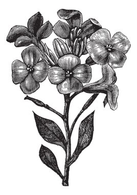 gillyflower veya matthiola incana antika gravür