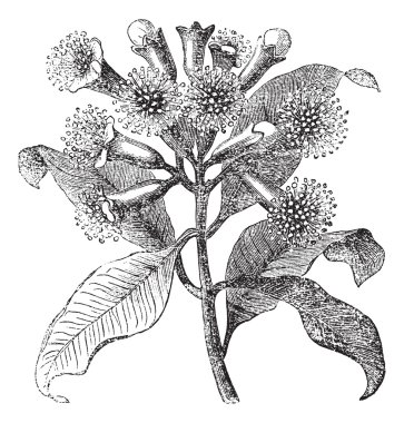 Cloves or Syzygium aromaticum vintage engraving clipart
