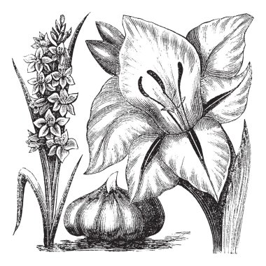 Gladiolus or sword lily vintage engraving clipart