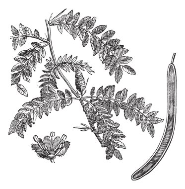 Honey locust or Gleditsia triacanthos vintage engraving clipart