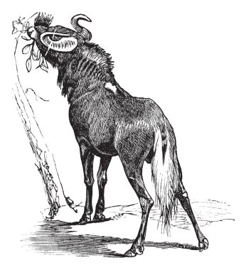 Blue Wildebeest or Connochaetes taurinus vintage engraving clipart