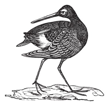 Hudsonian Godwit or Limosa haemastica vintage engraving clipart