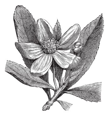 Franklinia or Gordonia pubescens vintage engraving clipart