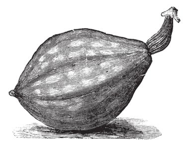 Bottle gourd or Lagenaria siceraria vintage engraving clipart