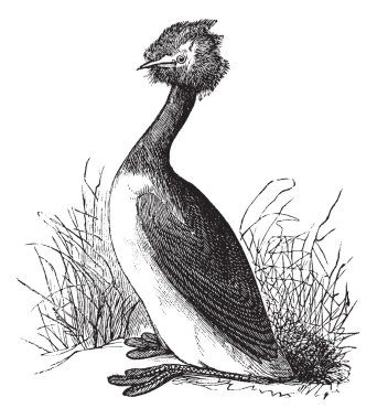 Great Crested Grebe or Podiceps cristatus vintage engraving clipart