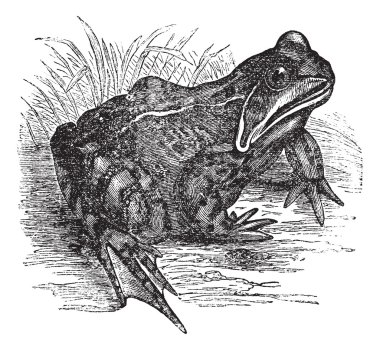 European common frog or Rana temporaria vintage engraving clipart