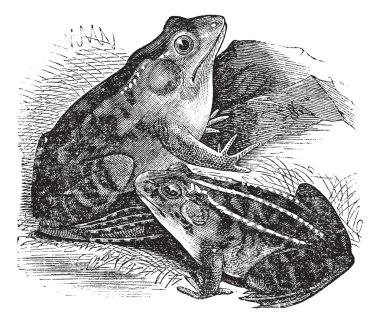 1. Bullfrog (Rana pipiens), 2. Northern Bullfrog (Rana horiconen clipart