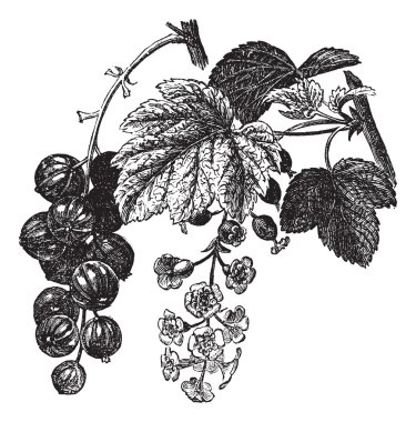 Frenk üzümü (Ribes rubrum) vintage oyma