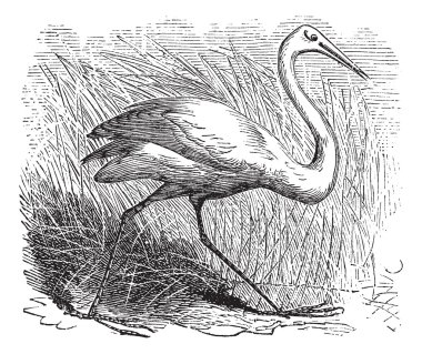 Whooping cranes (Grus Americana) vintage engraving clipart