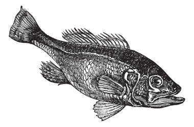 Largemouth bass (Micropterus salmoides) or widemouth bass vintag clipart