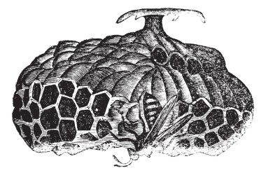 Paper wasp (Vespa nidulans) or umbrella wasp vintage engraving clipart