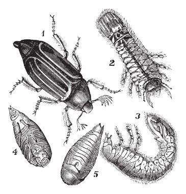 1.Regular Chafer (Melolontha vulgaris) 2.Larva rear view 3.Larv clipart